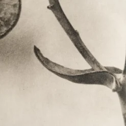 Sale Pamono Karl Blossfeldt, Natural Grace, 1942, Photogravure, Framed