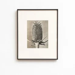 Pamono Karl Blossfeldt, Natural Grace, 1942, Photogravure, Framed><noscript><img width=
