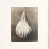 Pamono Karl Blossfeldt, Natural Grace, 1942, Photogravure, Framed