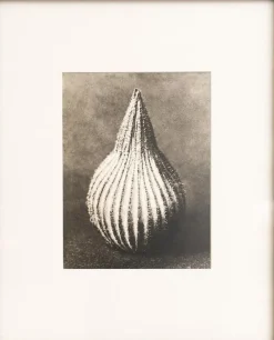 Pamono Karl Blossfeldt, Natural Grace, 1942, Photogravure, Framed