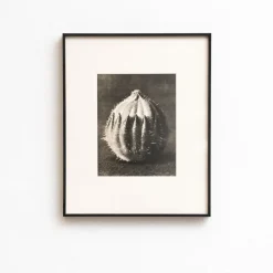 Pamono Karl Blossfeldt, Natural Grace, 1942, Photogravure, Framed