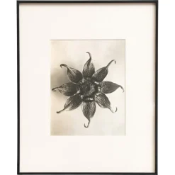 Pamono Karl Blossfeldt, Natural Grace, 1942, Photogravure, Framed> Photography