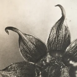 Pamono Karl Blossfeldt, Natural Grace, 1942, Photogravure, Framed> Photography