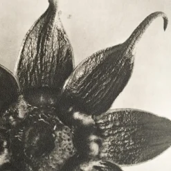 Pamono Karl Blossfeldt, Natural Grace, 1942, Photogravure, Framed><noscript><img width=