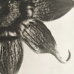 Pamono Karl Blossfeldt, Natural Grace, 1942, Photogravure, Framed><noscript><img width=