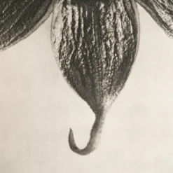 Pamono Karl Blossfeldt, Natural Grace, 1942, Photogravure, Framed><noscript><img width=
