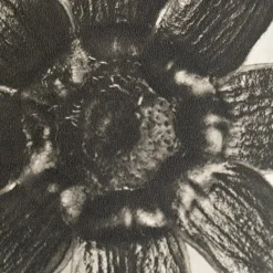 Pamono Karl Blossfeldt, Natural Grace, 1942, Photogravure, Framed><noscript><img width=