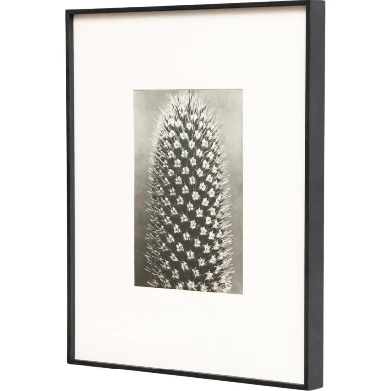 Pamono Karl Blossfeldt, Natural Grace, 1942, Photogravure, Framed> Photography