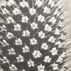 Pamono Karl Blossfeldt, Natural Grace, 1942, Photogravure, Framed><noscript><img width=