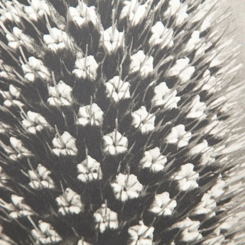 Pamono Karl Blossfeldt, Natural Grace, 1942, Photogravure, Framed> Photography