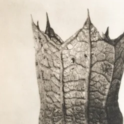 Outlet Pamono Karl Blossfeldt, Natural Grace, 1942, Photogravure, Framed