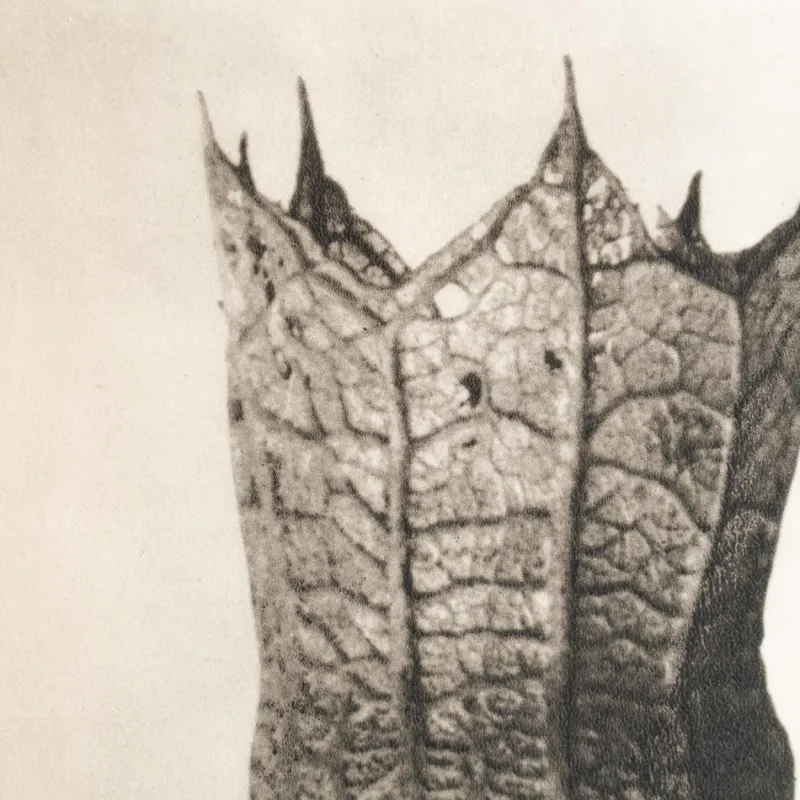 Outlet Pamono Karl Blossfeldt, Natural Grace, 1942, Photogravure, Framed
