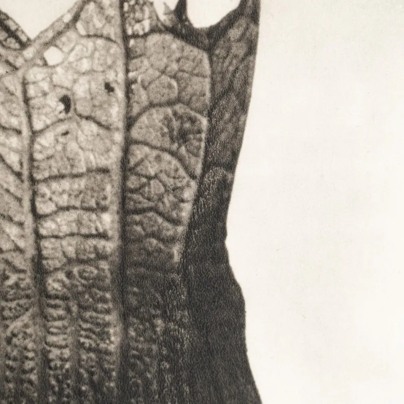Outlet Pamono Karl Blossfeldt, Natural Grace, 1942, Photogravure, Framed