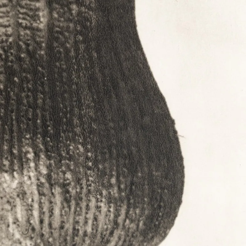 Outlet Pamono Karl Blossfeldt, Natural Grace, 1942, Photogravure, Framed