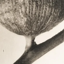 Outlet Pamono Karl Blossfeldt, Natural Grace, 1942, Photogravure, Framed