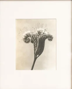 Sale Pamono Karl Blossfeldt, Natural Grace, 1942, Photogravure, Framed