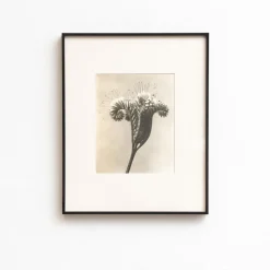 Sale Pamono Karl Blossfeldt, Natural Grace, 1942, Photogravure, Framed