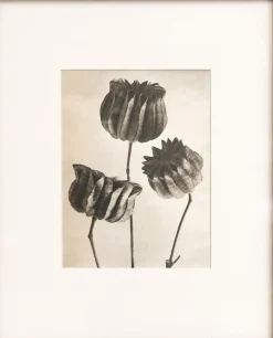 Pamono Karl Blossfeldt, Natural Grace, 1942, Photogravure, Framed> Photography