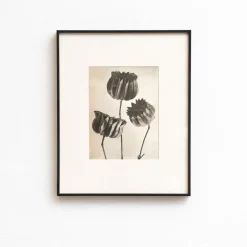 Pamono Karl Blossfeldt, Natural Grace, 1942, Photogravure, Framed><noscript><img width=