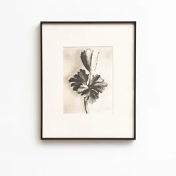 Pamono Karl Blossfeldt, Natural Grace, 1942, Photogravure, Framed> Photography