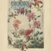 Pamono Lambert, Bengal Roses and Virginia Creeper in Art Nouveau Design, 1896, Print> Art Nouveau