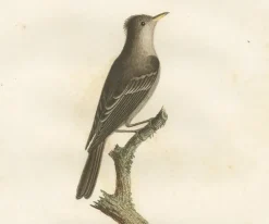 Hot Pamono Large Bird Illustration of an Eastern Wood Pewee