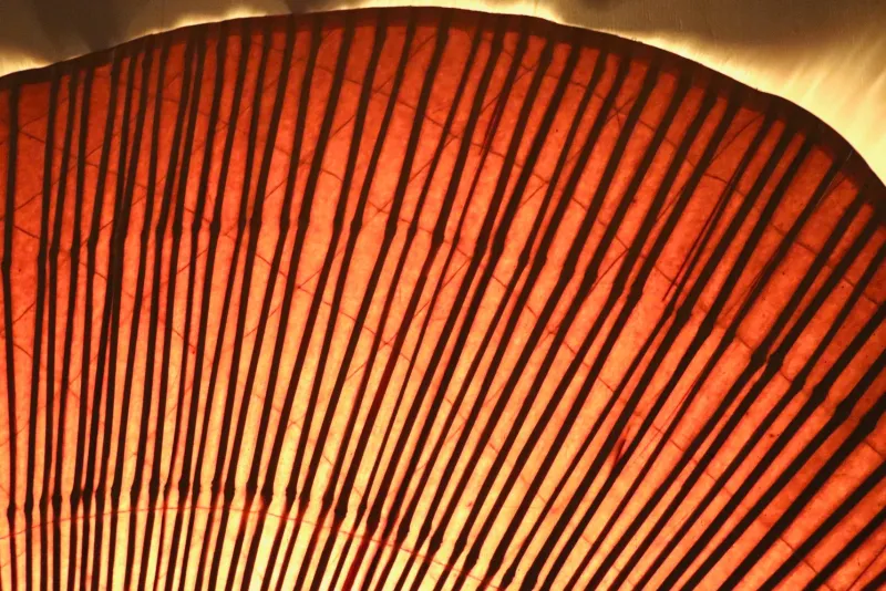 Pamono Large Uchiwa Floor Lamp by Ingo Maurer for M Design, Germany, 1977> Floor Lamps