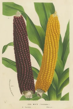Outlet Pamono Louis Van Houtte, Red and Yellow Maize, 1875, Print