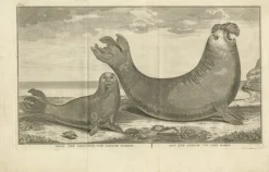 Best Pamono Marine Creatures A Sea Lioness and a Sea Elephant Engraving, 1765