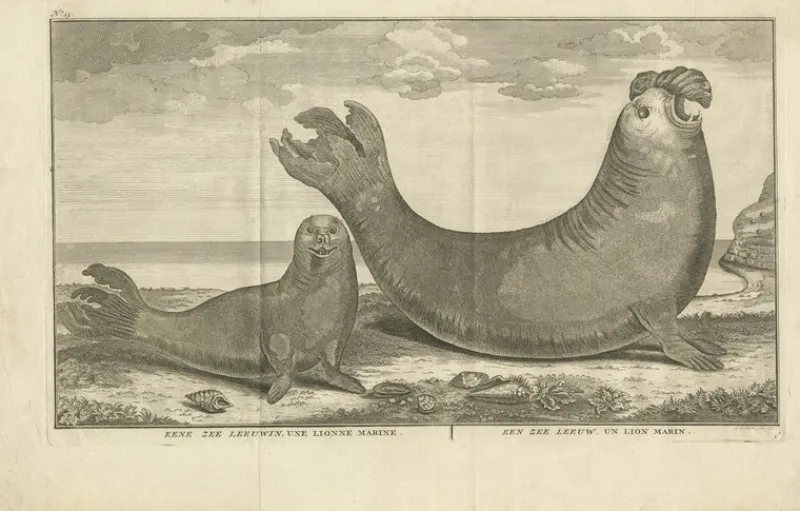 Best Pamono Marine Creatures A Sea Lioness and a Sea Elephant Engraving, 1765