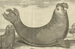 Best Pamono Marine Creatures A Sea Lioness and a Sea Elephant Engraving, 1765