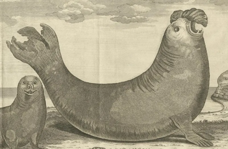 Best Pamono Marine Creatures A Sea Lioness and a Sea Elephant Engraving, 1765