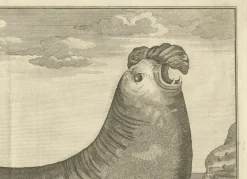 Best Pamono Marine Creatures A Sea Lioness and a Sea Elephant Engraving, 1765