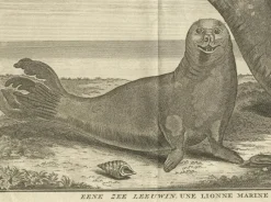 Best Pamono Marine Creatures A Sea Lioness and a Sea Elephant Engraving, 1765