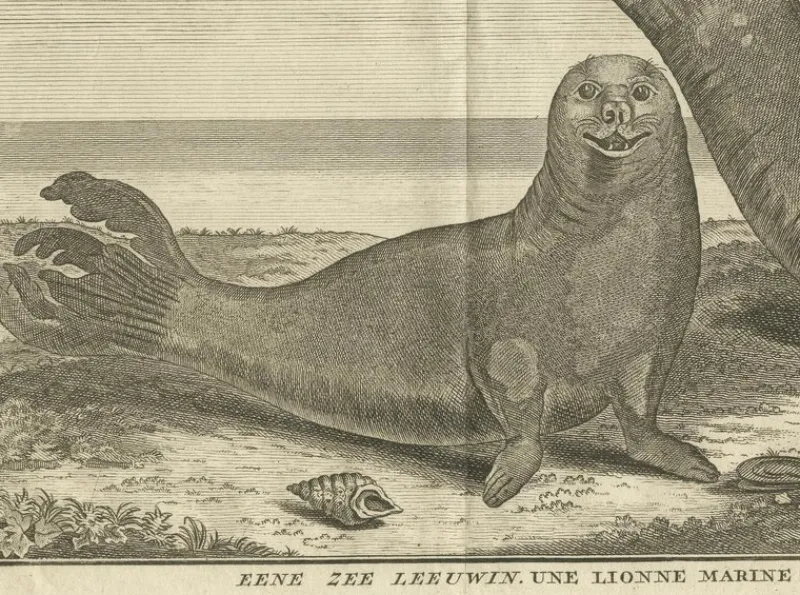 Best Pamono Marine Creatures A Sea Lioness and a Sea Elephant Engraving, 1765