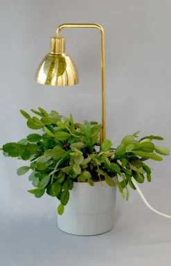 Clearance Pamono Model G98 Flower Lamp by Hans-Agne Jakobsson for HAJ Markaryd, 1960s