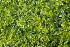 Discount Pamono Modular Boxwood Plant Mix Wall Vertical Garden Panel from VGnewtrend