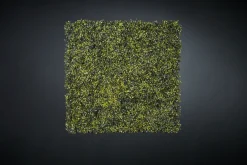 Sale Pamono Modular Boxwood Wall Vertical Garden Panel from VGnewtrend