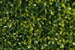 Online Pamono Modular Flat Boxwood Wall Vertical Garden Panel from VGnewtrend