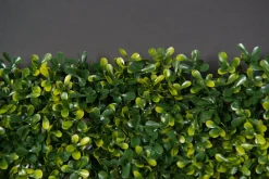 Online Pamono Modular Flat Boxwood Wall Vertical Garden Panel from VGnewtrend