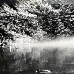 Pamono Noriko Saito, Japanese Forest Landscape, 1980s, Photographic Print, Framed