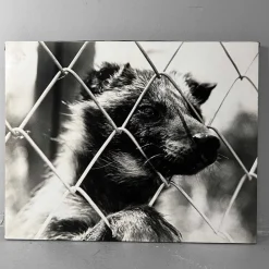 Clearance Pamono Noriko Saito, ​Japanese Raccoon Dog, 1980s, Photographic Print, Framed
