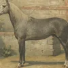 Online Pamono O. Eerelman, Algerian Horse, 1898, Paper