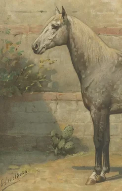 Online Pamono O. Eerelman, Algerian Horse, 1898, Paper