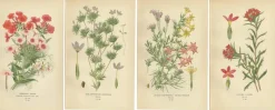 Pamono Original Botanical Prints, 1897, Set of 4, Paper> Photography