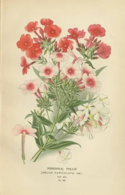 Pamono Original Botanical Prints, 1897, Set of 4, Paper> Photography