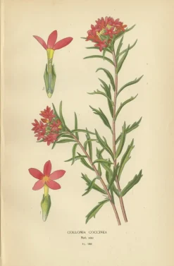 Pamono Original Botanical Prints, 1897, Set of 4, Paper><noscript><img width=