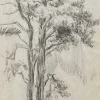 Best Pamono Otto Vautier, Tree, Graphite on Paper
