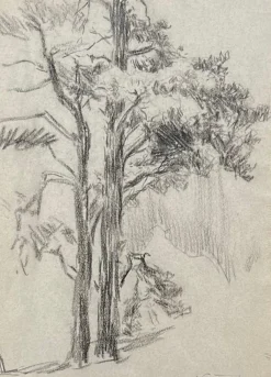 Best Pamono Otto Vautier, Tree, Graphite on Paper