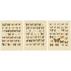 Pamono Piepers & Snellen, The Rhopalocera of Java, 1908, Set of 3